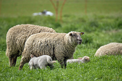 Sheep in a field