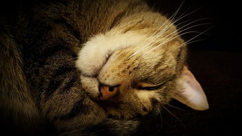 Close-up of cat sleeping