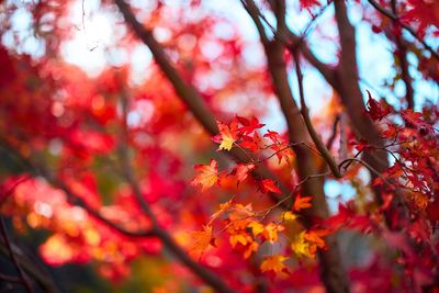 Low angle view of cherry blossom tree