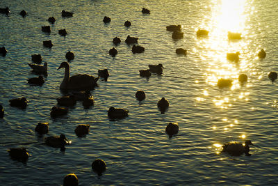 High angle view of ducks swimming in lake during sunset
