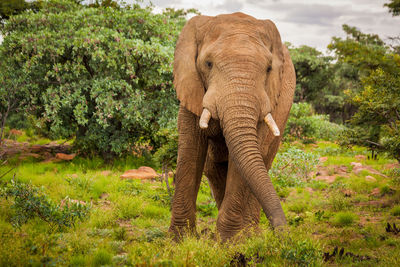 Elephant standing on field against trees