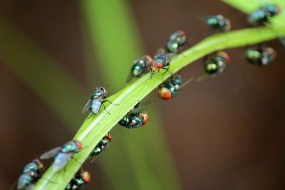 Close-up of insect on plant