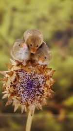 Close-up of honey bee on flower