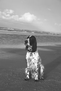 Dog sitting on beach