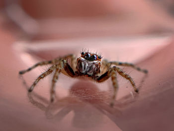 Macro closeup of jumping spider 