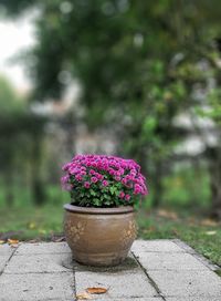 Close-up of potted plant on table