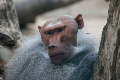 Close-up portrait of a monkey