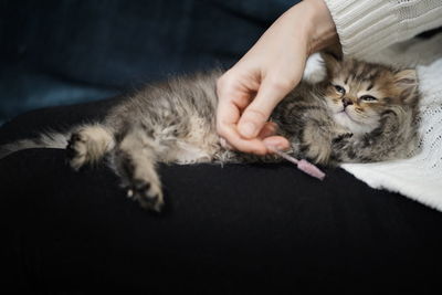 Close-up of cat lying on bed