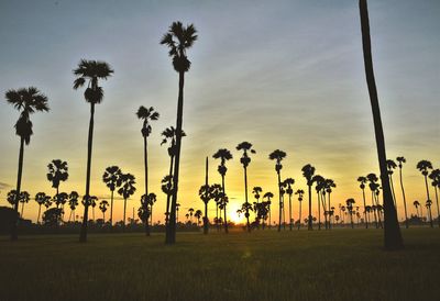 Palm trees on field against sky at sunset