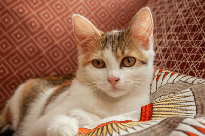 Close-up portrait of a cat