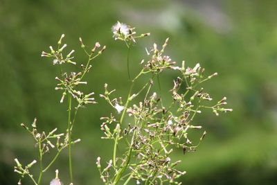 Flower plant growing outdoors