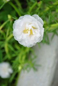 Close-up of white flowers blooming outdoors