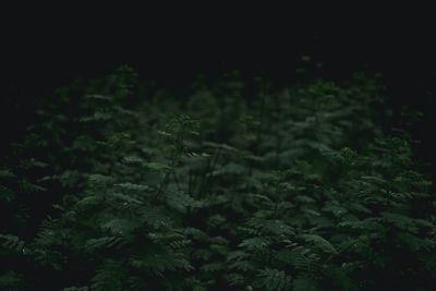 Close-up of plants growing on land