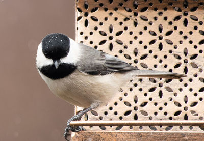 Close-up of bird perching on roof