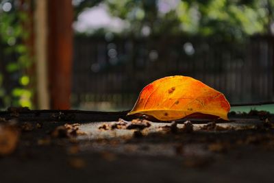 Close-up of orange leaf on wood