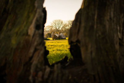 Trees in the forest