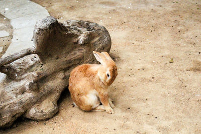 Close-up of an animal