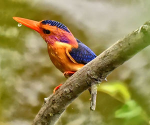 Close-up of bird perching outdoors