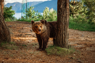 Wild life, brown bear and beautiful mountains view