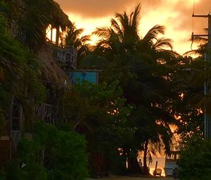 Palm trees against sky at sunset