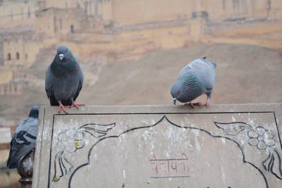 Pigeon perching on railing