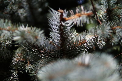 Close-up of pine tree 