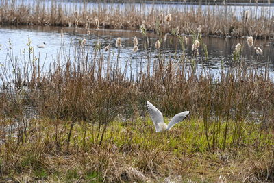 View of birds in lake