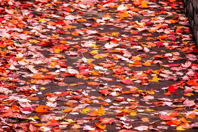 Close-up of maple leaves fallen in autumn