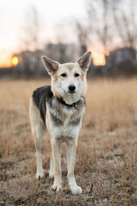 Portrait of dog standing on field