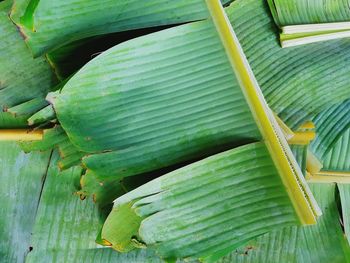 Full frame shot of green leaves