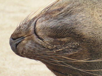 Close-up of horse