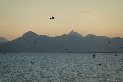 Seagulls flying over sea against sky during sunset