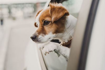 Close-up of dog looking away