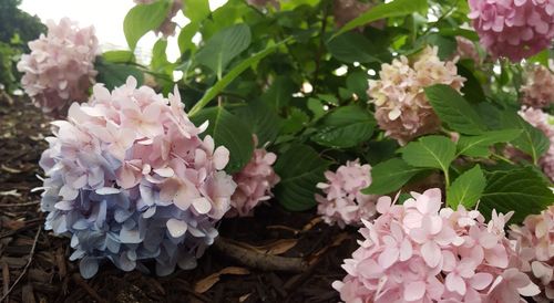 Close-up of pink flowers