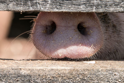 Close-up of an animal