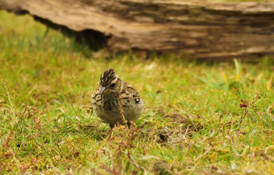 Close-up of bird perching on field