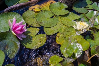 High angle view of lotus water lily in lake