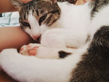 Close-up of cat sleeping