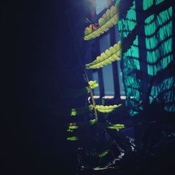 Close-up of fern at night