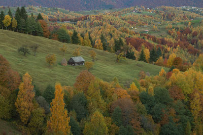 High angle view of trees on landscape during autumn