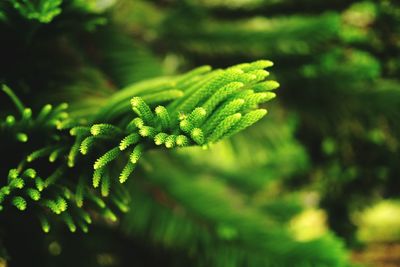 Close-up of fern leaves