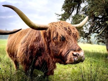 Highland cow 