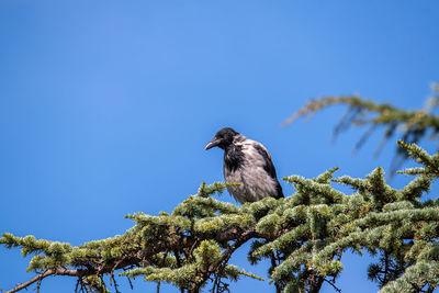 Low angle view of bird perching on tree against blue sky