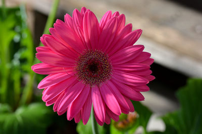 Close-up of pink flower