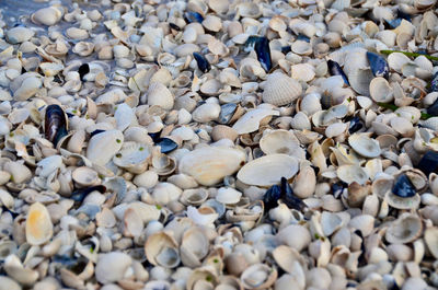 Close-up of seashells on pebbles