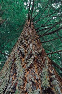 Low angle view of tree trunk