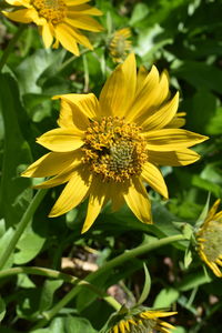 Close-up of yellow flower in field