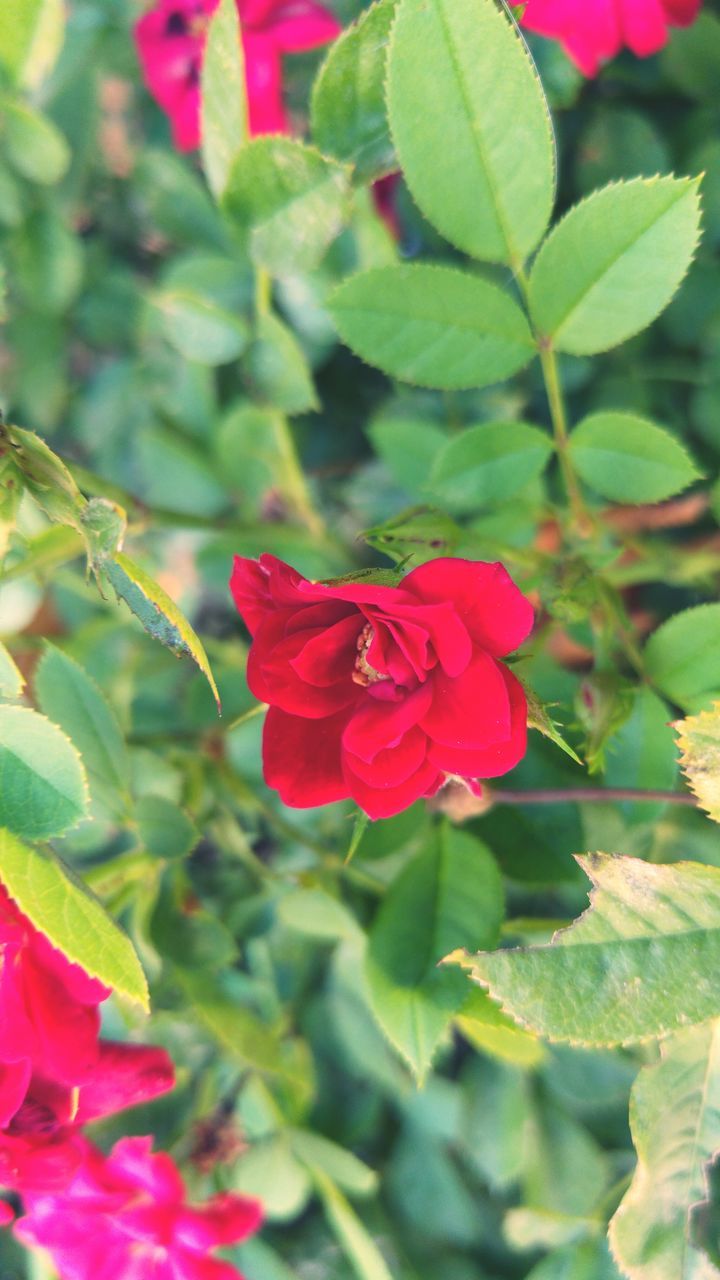 flower, petal, freshness, red, flower head, fragility, growth, beauty in nature, leaf, blooming, plant, close-up, nature, focus on foreground, pink color, in bloom, rose - flower, blossom, single flower, green color