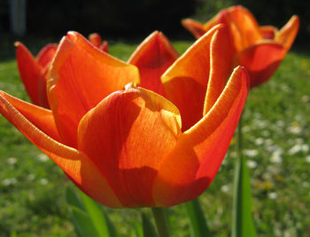 Close-up of red tulip