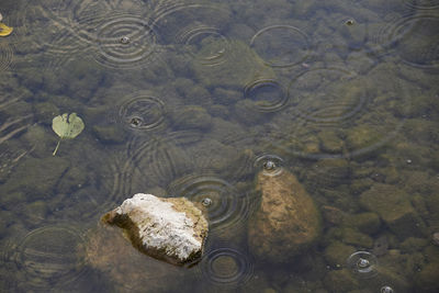 High angle view of turtle in lake